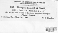 Uromyces lupini image